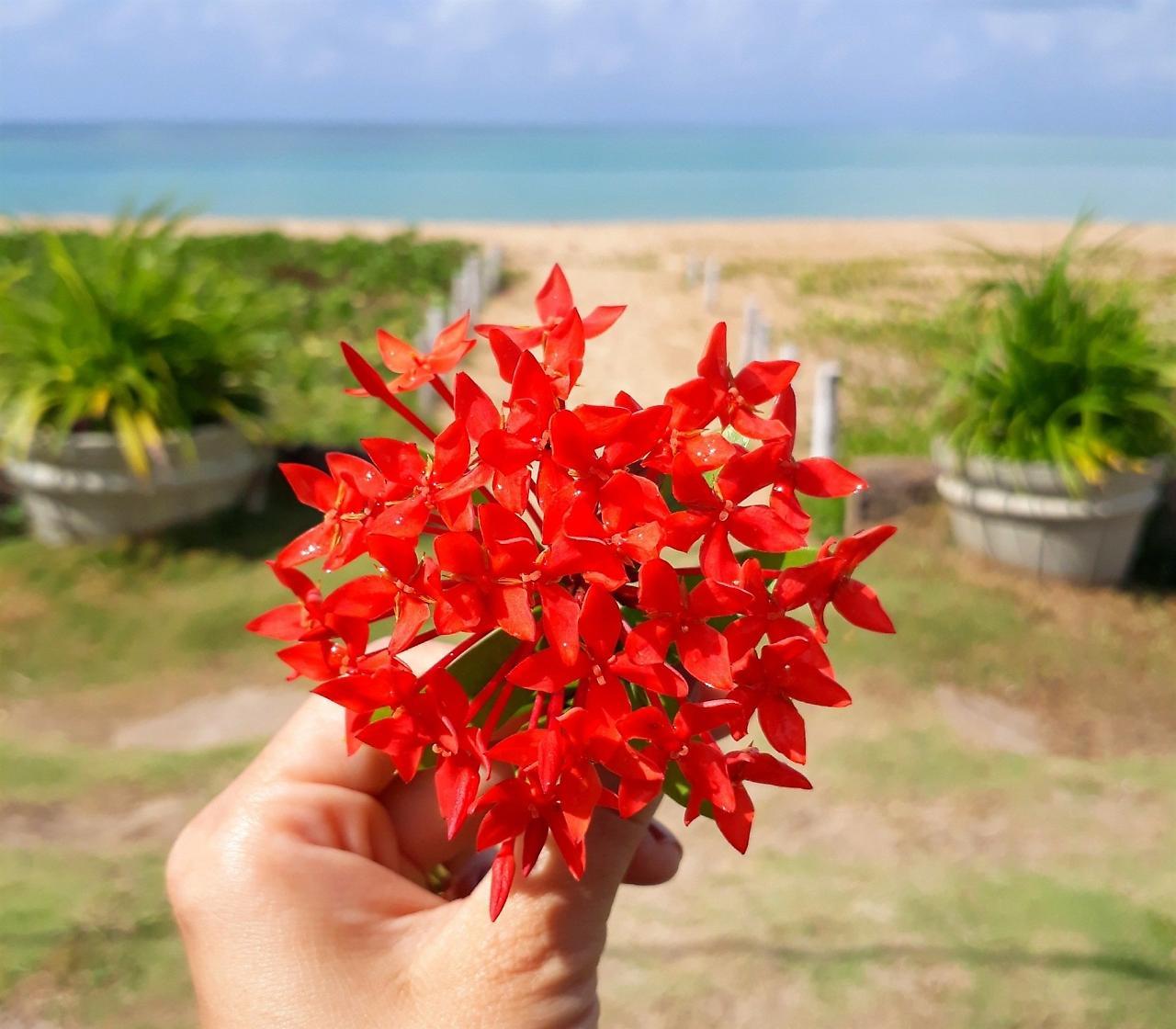 Hotel Pousada Baia Dos Corais Tamandaré Esterno foto